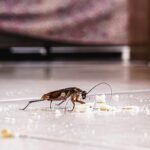 How to Spot Common Household Pests Before They Spread