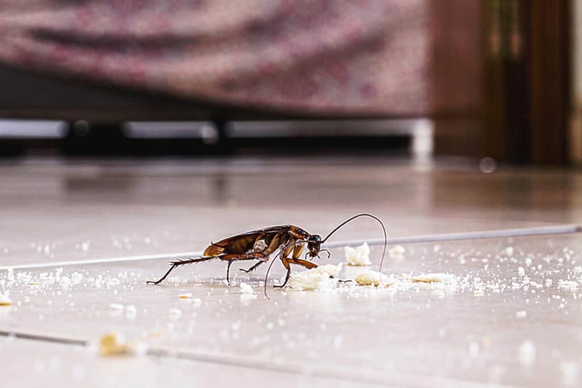 How to Spot Common Household Pests Before They Spread