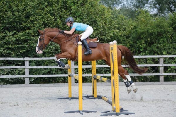 Horse Jump Cups: Safety Tips Every Rider Should Know