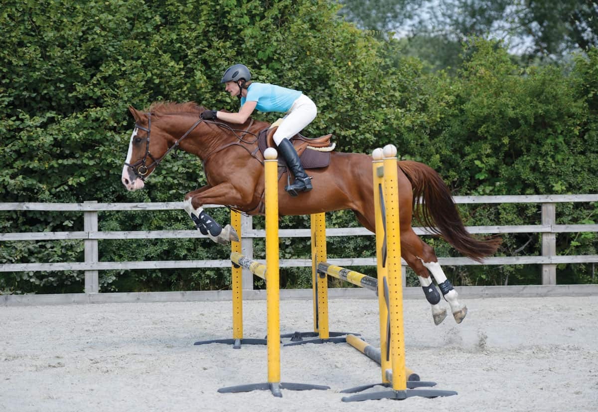 Horse Jump Cups: Safety Tips Every Rider Should Know