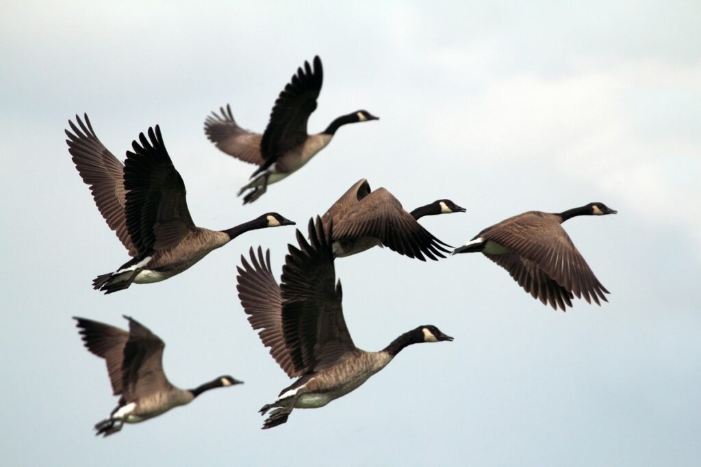 Effective Strategies for Managing Unwanted Birds in Residential Areas