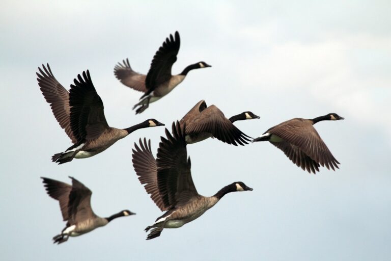 Effective Strategies for Managing Unwanted Birds in Residential Areas
