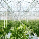 Aavmaal: Everything you need to know