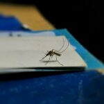 How to Safely Control Mosquitoes and Ticks at Home