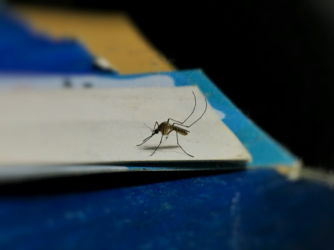 How to Safely Control Mosquitoes and Ticks at Home